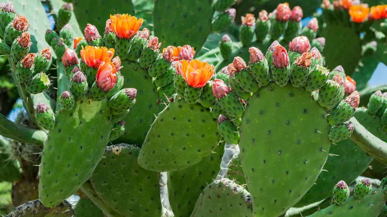 Fertilizante líquido de Nopal 10 Fertilizante líquido de Nopal