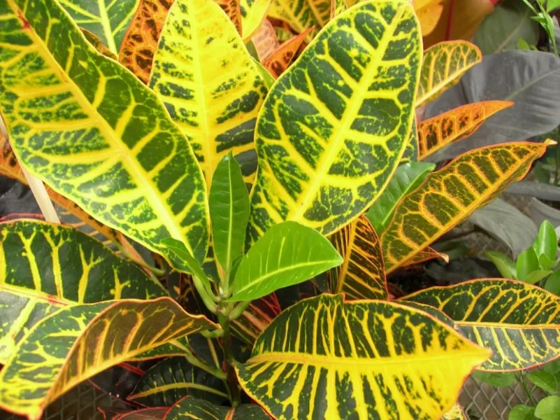 Con estas 5 plantas de interior podrás refrescar tu hogar 2 plantas de interior