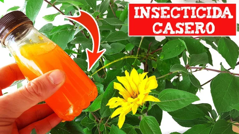 Potente insecticida natural APiChi 2 Potente insecticida natural APiChi