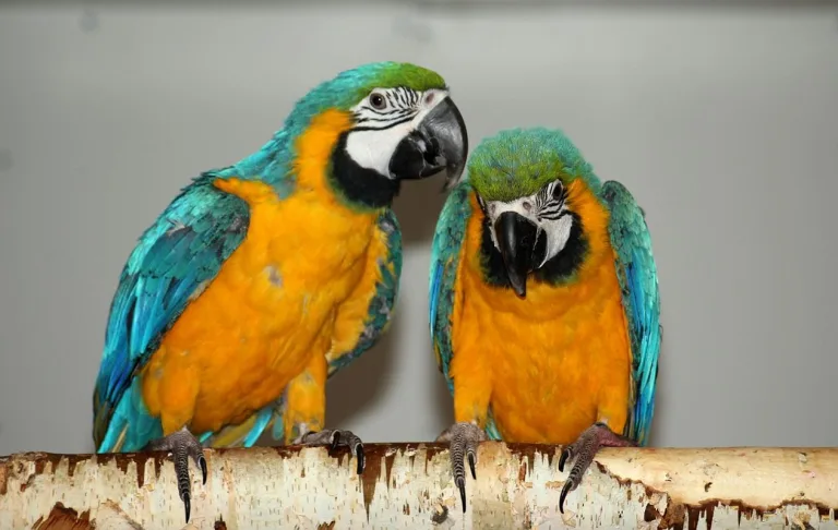 ¿Hay animales que hablan entre ellos? ¿cuáles son? 10 ¿Hay animales que hablan entre ellos? ¿cuáles son?