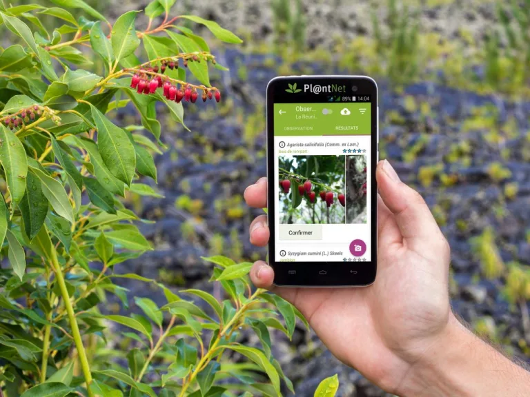 PlantNet, una aplicación para los amantes de las plantas 4 PlantNet, una aplicación para los amantes de las plantas