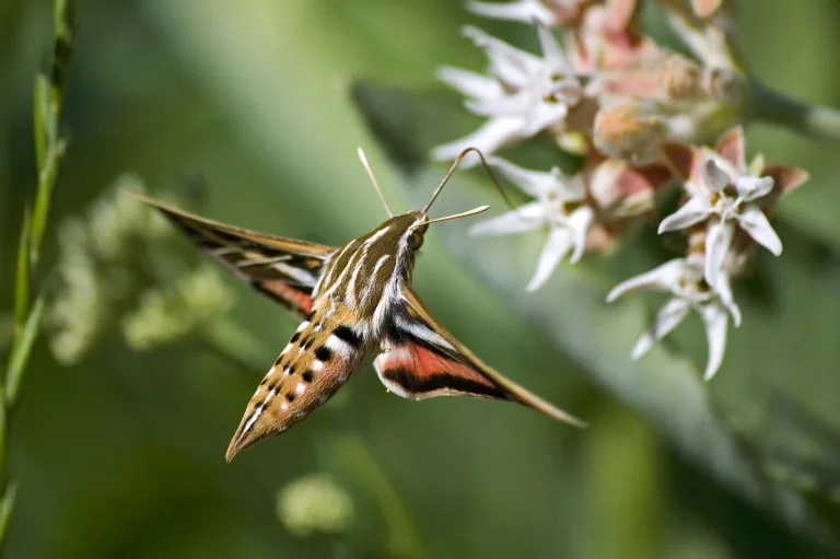 La contaminación del aire impide que los insectos polinicen las flores 1 La contaminación del aire impide que los insectos polinicen las flores