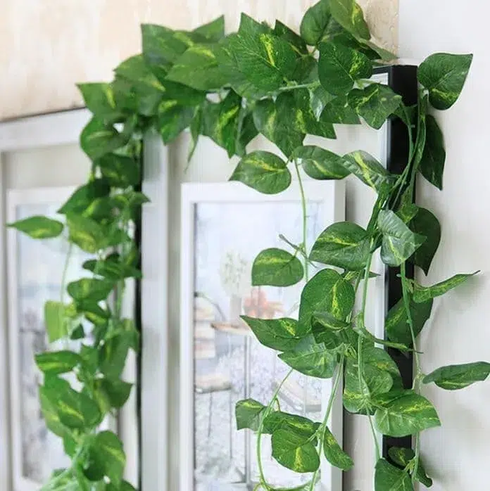 Con estas 5 plantas de interior podrás refrescar tu hogar 4 plantas de interior