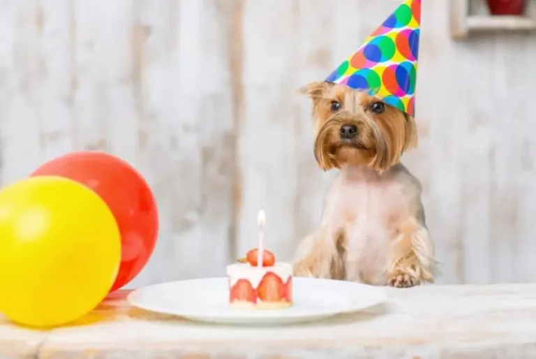 Nueva fórmula para calcular la edad de tu perro, ya no equivale a 7 años humanos