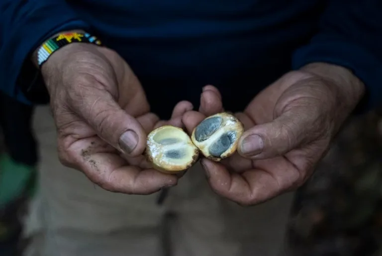 Un laboratorio de semillas en el corazón de la Amazonia para restaurar la selva 7 Un laboratorio de semillas en el corazón de la Amazonia para restaurar la selva