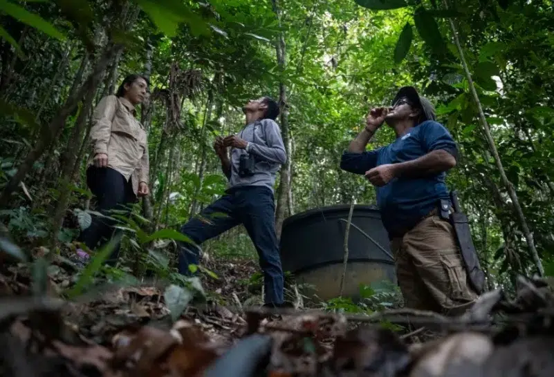 Un laboratorio de semillas en el corazón de la Amazonia para restaurar la selva 2 laboratorio de semillas