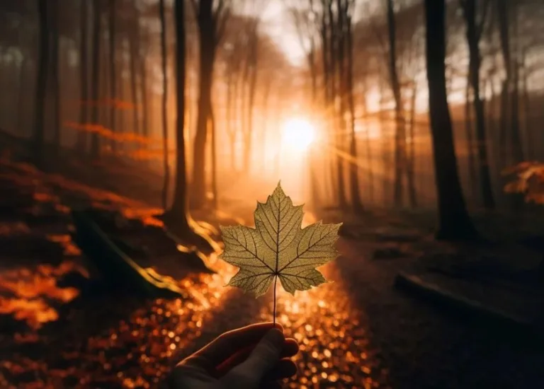 Día Internacional de los Bosques 2 Día Internacional de los Bosques