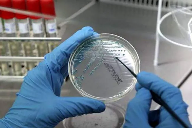 bacteria carnívora