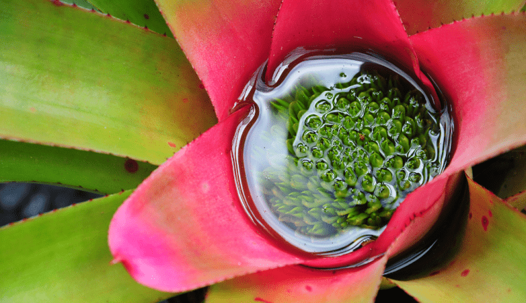 Bromelias, mosquitos y dengue