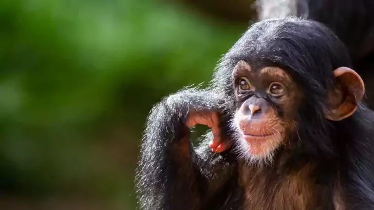 Los 5 animales con más memoria 2 Los 5 animales con más memoria
