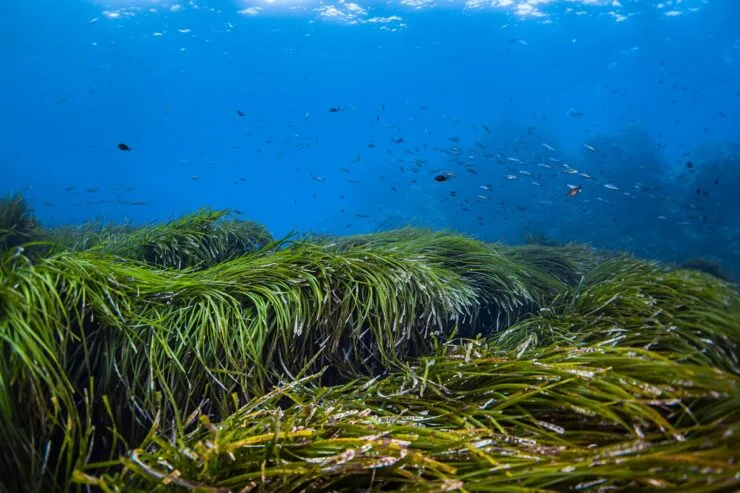 La pesca de arrastre en el océano puede liberar carbono encerrado 2 pesca de arrastre