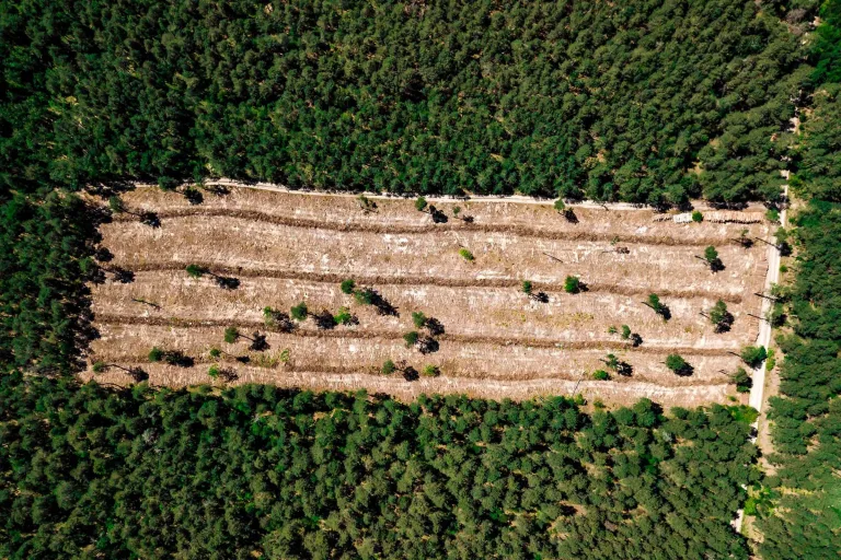 Latinoamérica está lista para exportar "libre de deforestación"? 1 Latinoamérica está lista para exportar «libre de deforestación»?