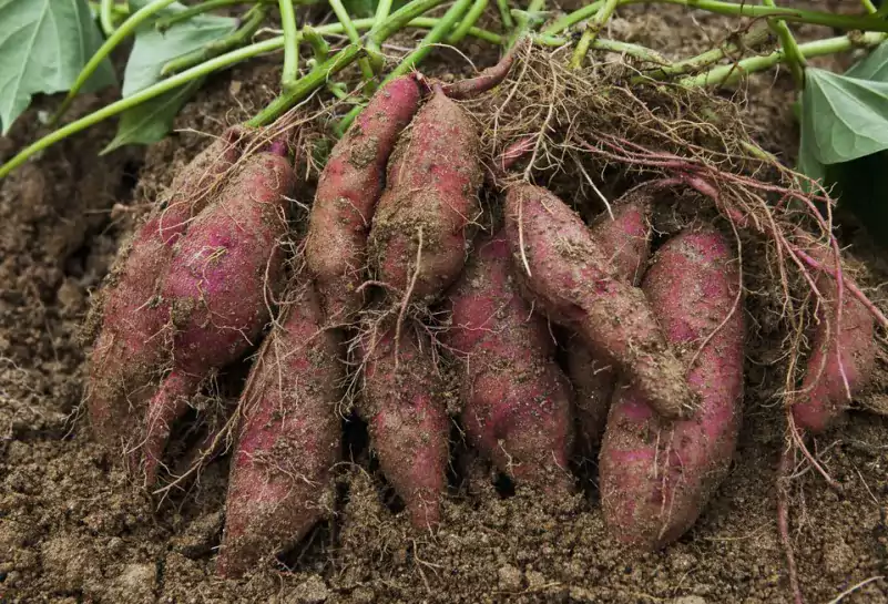 Los beneficios de consumir boniato 2 planta de batata