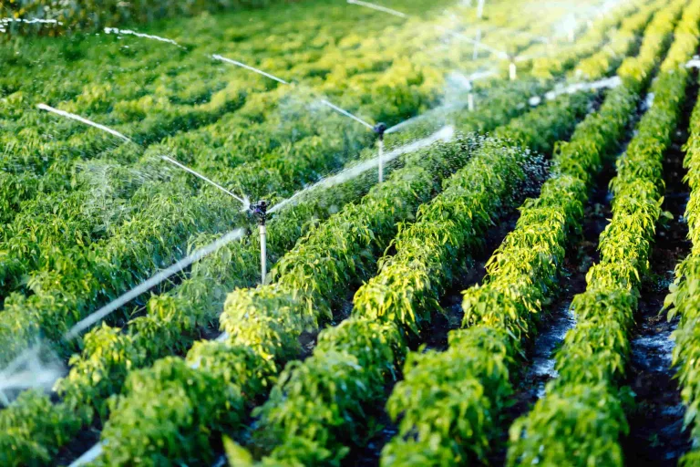 ¿Cuánta agua es necesaria para producir lo que comemos? 2 ¿Cuánta agua es necesaria para producir lo que comemos?