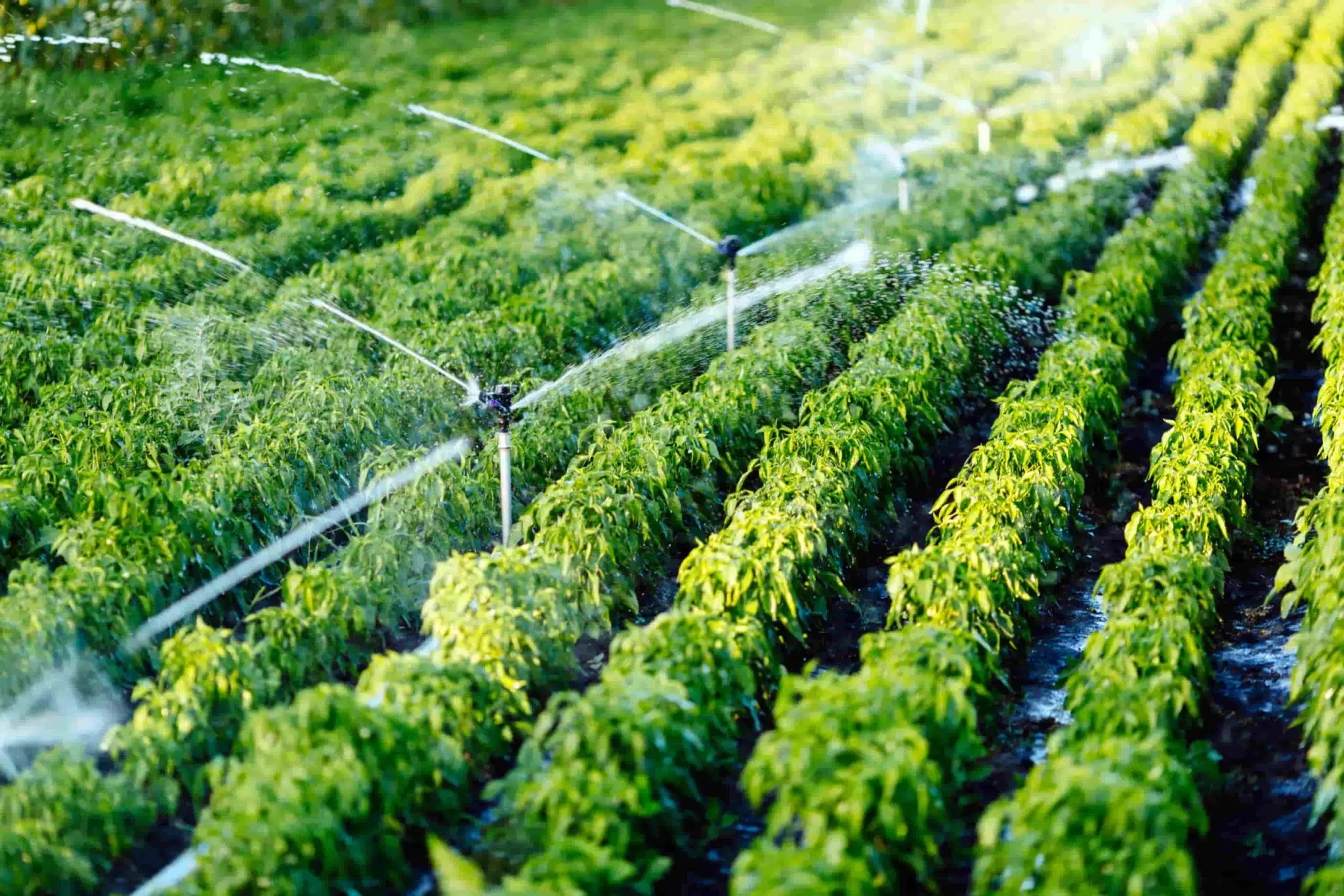¿Cuánta agua es necesaria para producir lo que comemos?