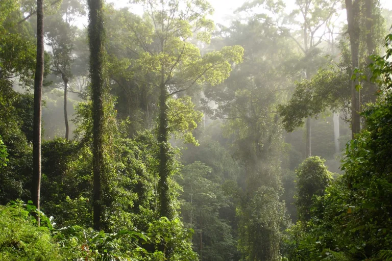 El impacto de la tala en la regeneración de los bosques tropicales 8 El impacto de la tala en la regeneración de los bosques tropicales