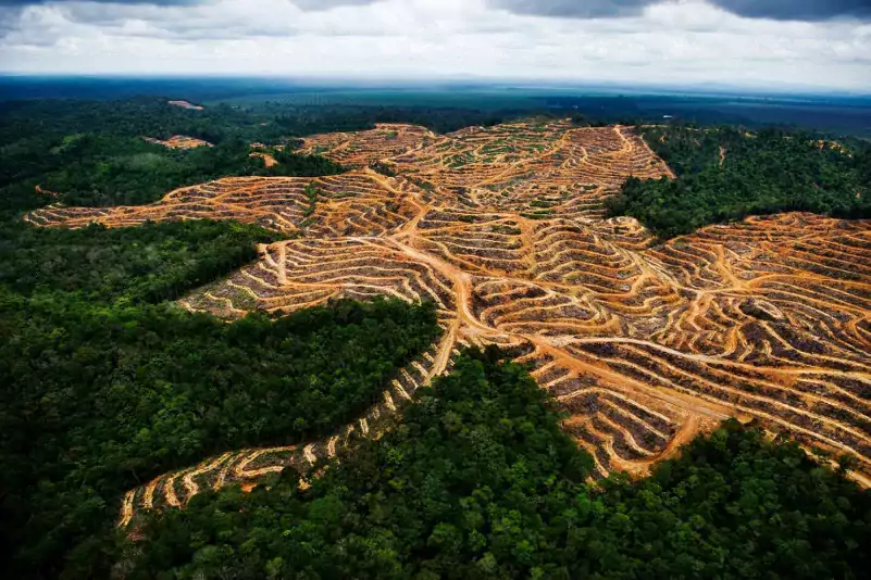 El impacto de la tala en la regeneración de los bosques tropicales 2 impacto de la tala