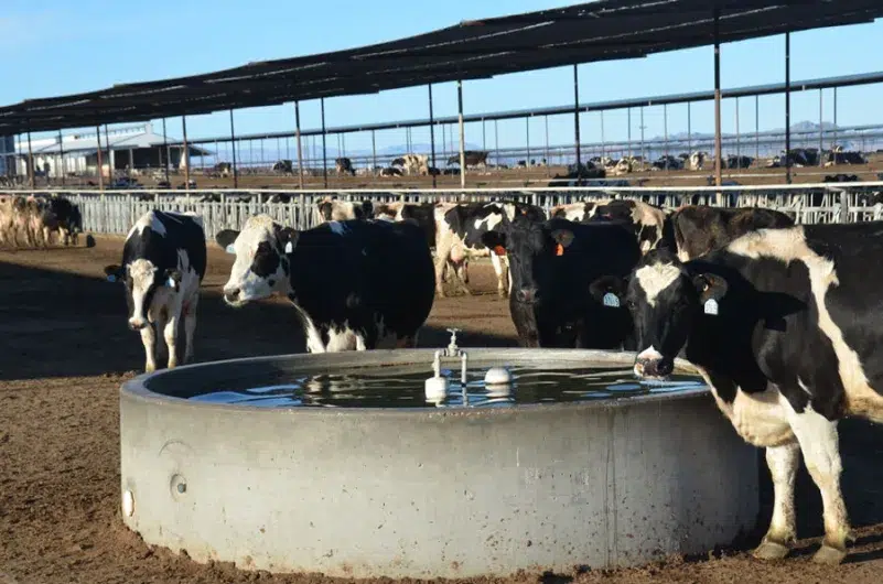 ¿Cuánta agua es necesaria para producir lo que comemos? 2 cuánta agua