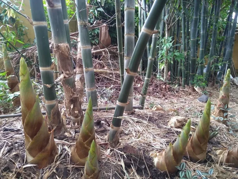 Biocarbón de bambú para tratar agua contaminada con arsénico 4 Biocarbón de bambú para tratar agua contaminada con arsénico
