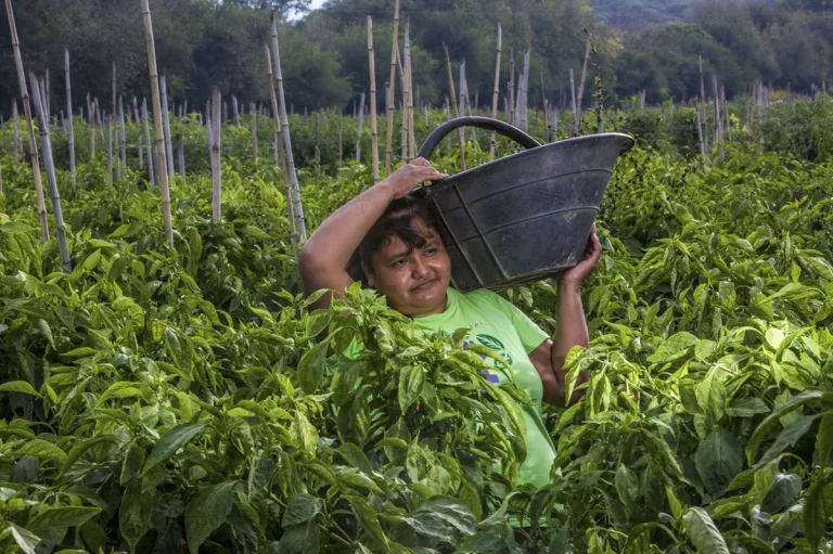 Minga: nace el primer semillero de fotografías gratuito agroecológico
