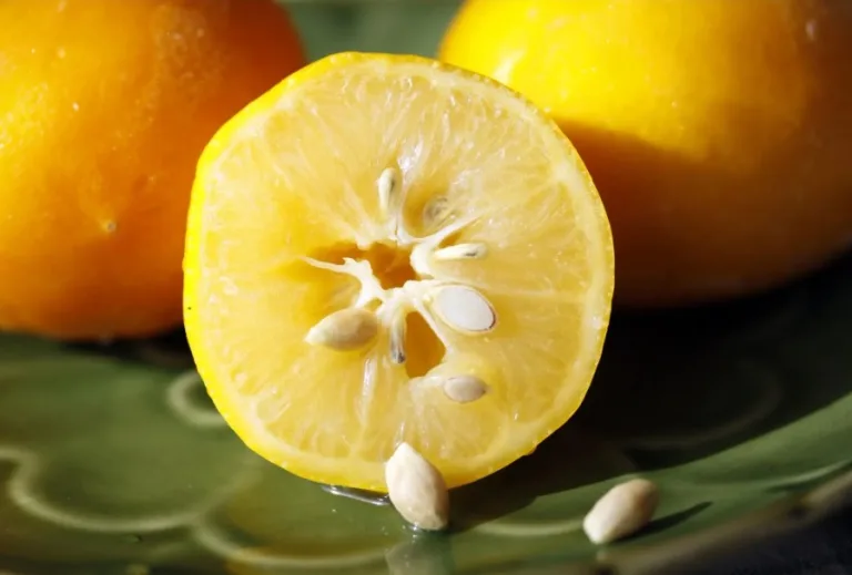Mira lo que puedes hacer con las semillas de limón 4 Mira lo que puedes hacer con las semillas de limón