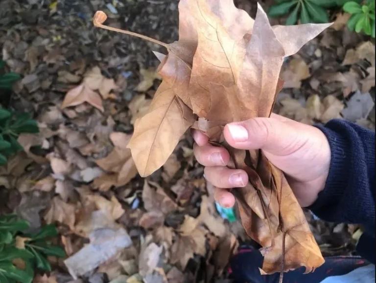 Otoño en el Hemisferio Sur, Ley del Retorno, Hongos y Conservas 2 Otoño en el Hemisferio Sur, Ley del Retorno, Hongos y Conservas