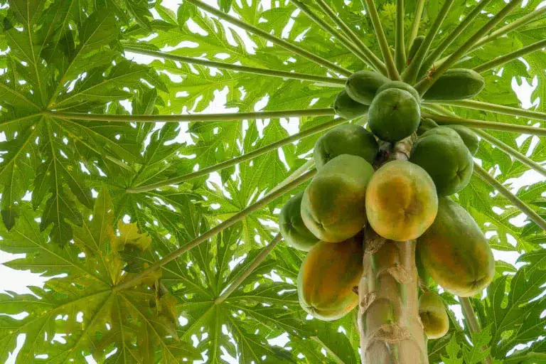 La fruta que tiene 2 veces más vitamina C que la naranja 4 La fruta que tiene 2 veces más vitamina C que la naranja