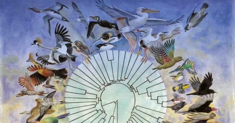 Hemos entendido mal la evolución de las aves 2 Hemos entendido mal la evolución de las aves