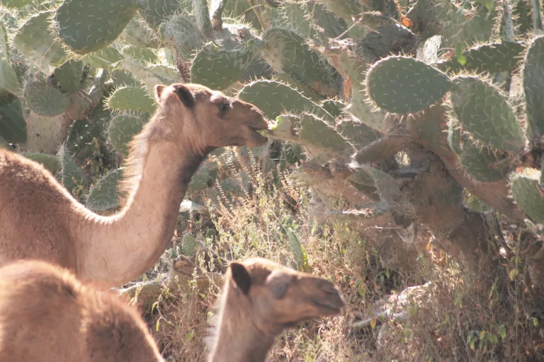 Cómo es que los camellos pueden comer espinas sin pincharse 2 Cómo es que los camellos pueden comer espinas sin pincharse