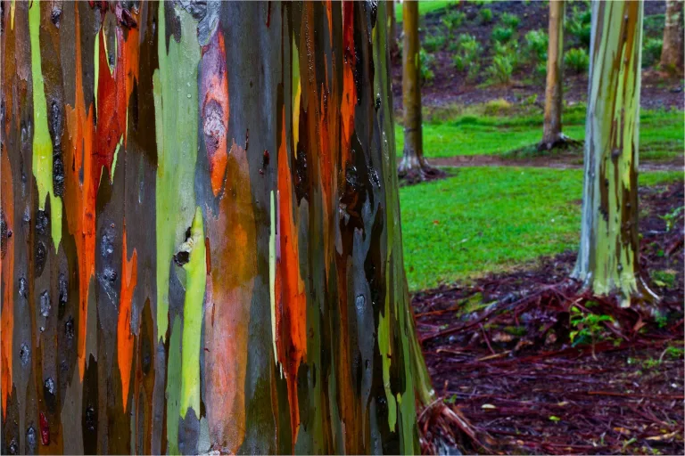 ¿Conoces este árbol de corteza de colores? 6 ¿Conoces este árbol de corteza de colores?