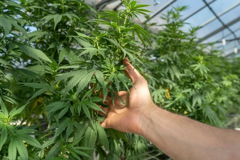 Flores y cogollos CBD en España: Un aliado natural 2 Flores y cogollos CBD en España: Un aliado natural