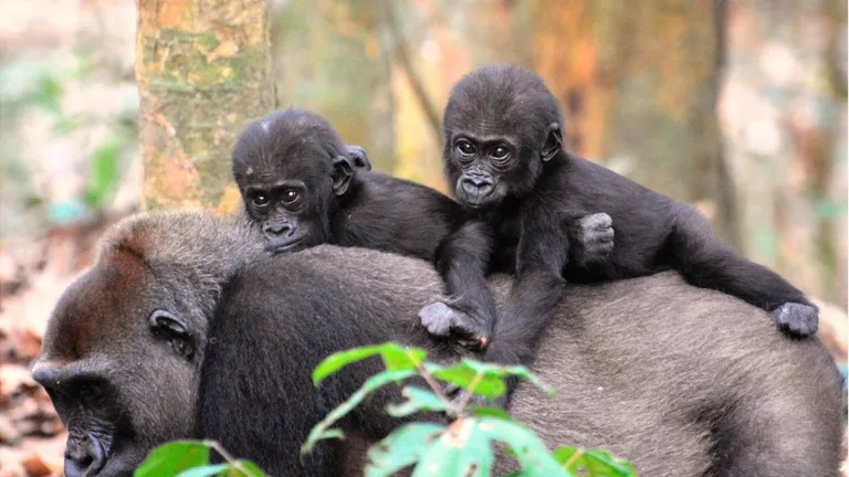 Grandes simios africanos amenazados por la minería