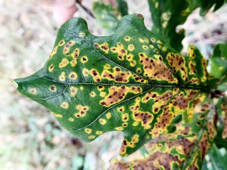 Aprende a reconocer lo que necesitan tus plantas