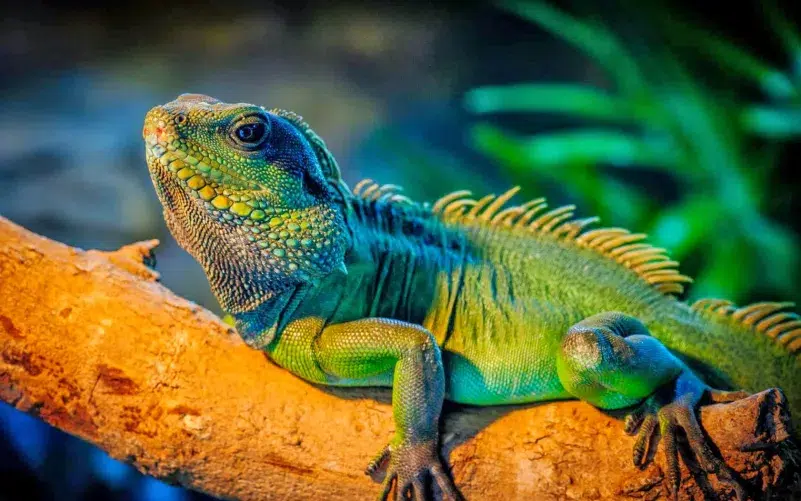 Los 5 animales que no deberías tener en tu casa 2 5 animales