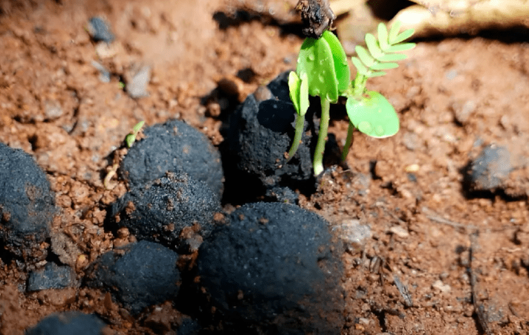 Bombas de semillas, el futuro de la Tierra 3 Bombas de semillas, el futuro de la Tierra