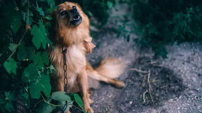 ¿Por qué los perros lloran por la noche?