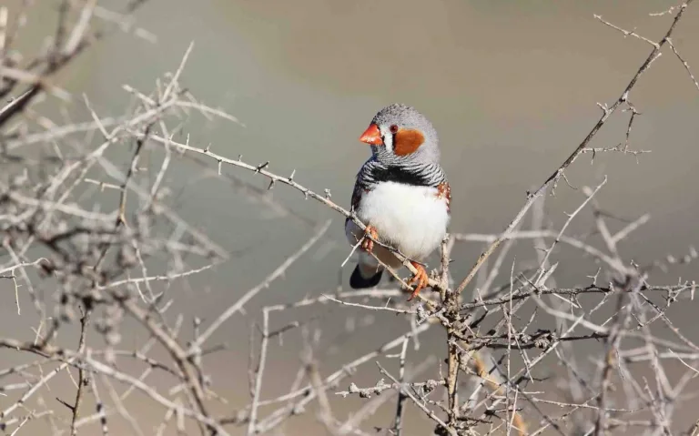 El ruido del tráfico dificulta el desarrollo de las aves 1 El ruido del tráfico dificulta el desarrollo de las aves