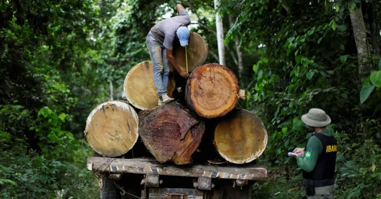 Brasil presentó un programa para combatir la tala ilegal en la Amazonía 3 Brasil presentó un programa para combatir la tala ilegal en la Amazonía