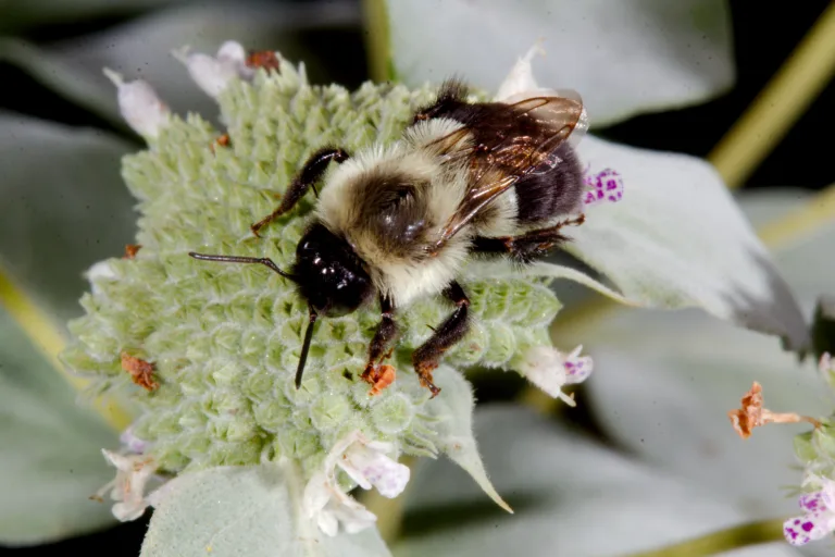 Abejas bajo agua: pueden sobrevivir hasta una semana 4 Abejas bajo agua: pueden sobrevivir hasta una semana