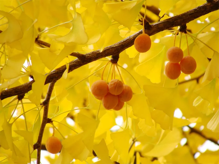 Arbol milenario, conoce sus propiedades 4 Arbol milenario, conoce sus propiedades