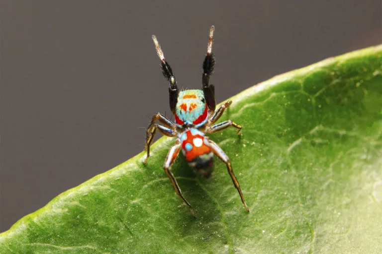 La araña saltarina que se viste de planta y de hormiga, conócela 1 La araña saltarina que se viste de planta y de hormiga, conócela