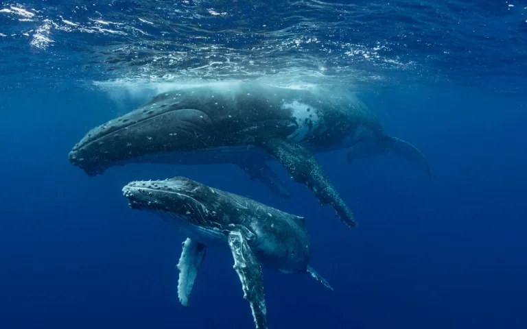 El esperanzador canto de las ballenas que se escucha en la Antártida 1 El esperanzador canto de las ballenas que se escucha en la Antártida