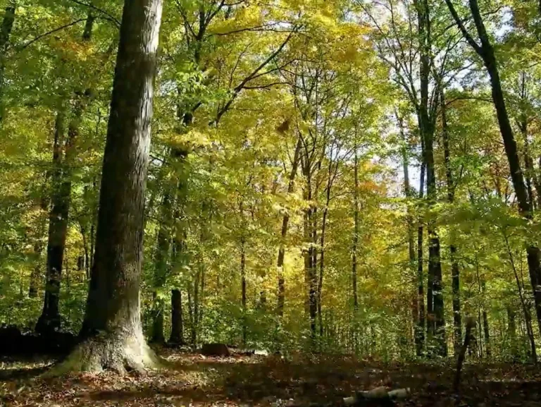 Video mágico. Un año en la vida de un bosque, mostrado en 3 minutos
