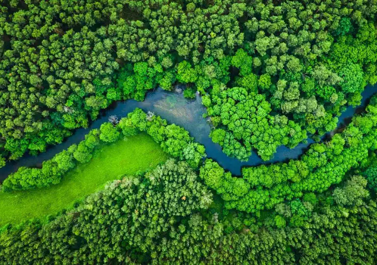 Estos son los 10 países con más bosques 5 Estos son los 10 países con más bosques