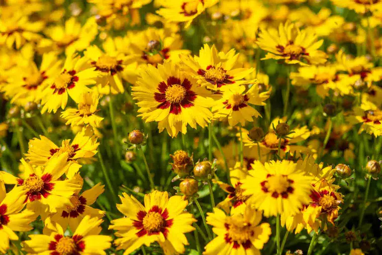Los 10 beneficios medicinales de la bella Coreopsis 6 Los 10 beneficios medicinales de la bella Coreopsis