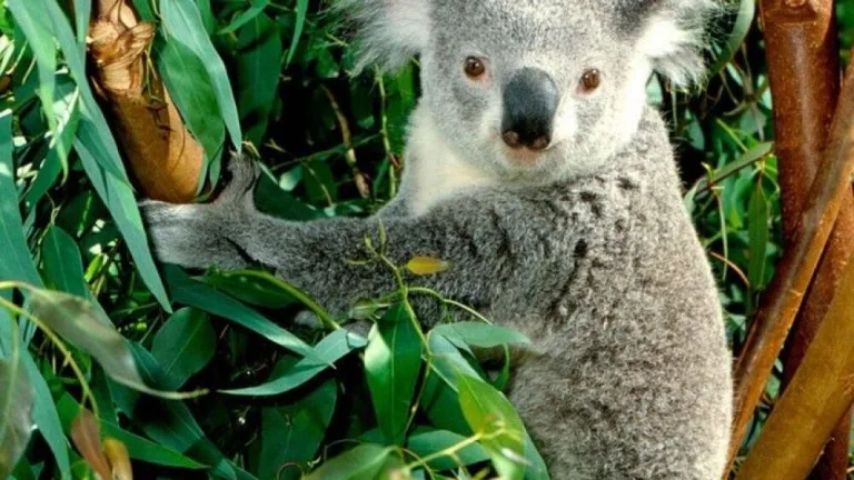 Cómo el cambio climático afecta a los Koalas 6 Cómo el cambio climático afecta a los Koalas