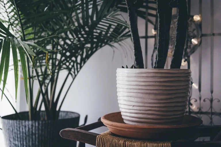 8 plantas de interior que necesitan poca luz solar 9 8 plantas de interior que necesitan poca luz solar
