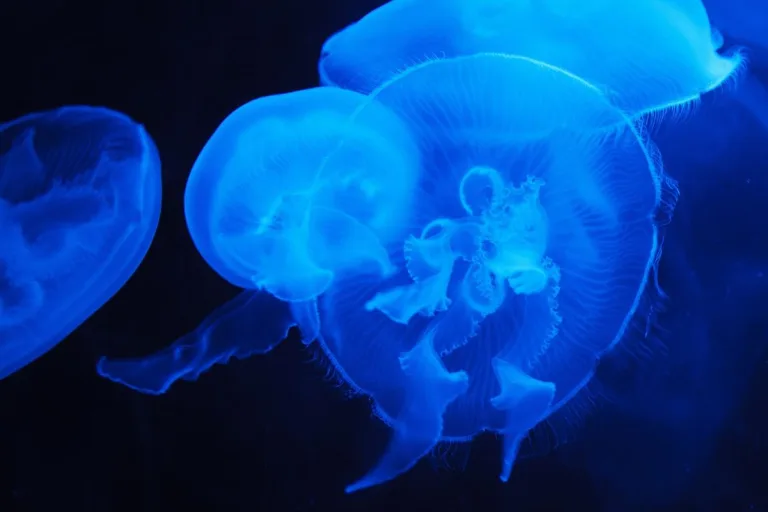 ¿Qué es el Holobionte? ¿Por qué cambia la Biología, la Filosofía y la Ética? 1 ¿Qué es el Holobionte? ¿Por qué cambia la Biología, la Filosofía y la Ética?