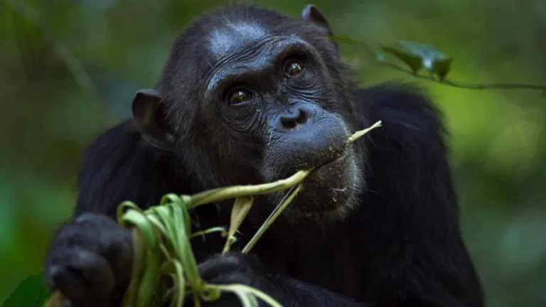 La farmacia natural de los chimpancés 3 La farmacia natural de los chimpancés