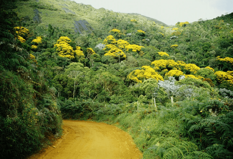 Los árboles sensibles al calor se desplazan hacia las alturas en busca de un respiro 3 Los árboles sensibles al calor se desplazan hacia las alturas en busca de un respiro